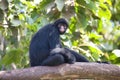 Peruvian spider monkey, Ateles chamek, sitting in a tree Royalty Free Stock Photo