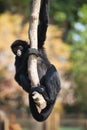 Peruvian spider monkey, Ateles chamek, sitting in a tree Royalty Free Stock Photo