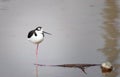 Peruvian stilt on one leg