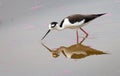 Peruvian stilt standing in water