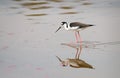 Peruvian stilt standing in water