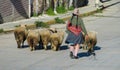 Peruvian traditionaly dressed woman and sheeps Royalty Free Stock Photo