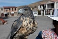 Peruvian woman with hawk Royalty Free Stock Photo
