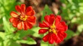 Peruvian zinnia or zinnia flower growing in a flower garden. It is a native flower to North America and South America.