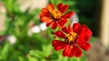 Peruvian zinnia or zinnia flower growing in a flower garden. It is a native flower to North America and South America.