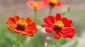 Peruvian zinnia or zinnia flower growing in a flower garden. It is a native flower to North America and South America.