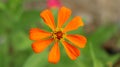 Peruvian zinnia or zinnia flower growing in a flower garden. It is a native flower to North America and South America.