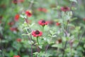 Peruvian zinnia, Zinnia peruviana, red flowering plant Royalty Free Stock Photo