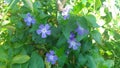 Pervinca minor, officinal plant. Purple flower. Piante officinali.