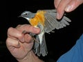 Perzische Roodborst, White-throated Robin, Irania gutturalis