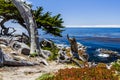 Pescadero Point at 17 Mile Drive in Big Sur California Royalty Free Stock Photo