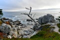 Pescadero Point - Pebble Beach, California Royalty Free Stock Photo