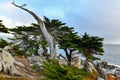 Pescadero Point - Pebble Beach, California Royalty Free Stock Photo