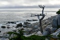 Pescadero Point - Pebble Beach, California Royalty Free Stock Photo