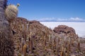 Pescado island on Santa de Ayes National Park in Bolivia