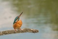 Pescaras albastru - Kingfisher - Alcedo athis