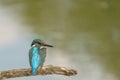 Pescaras albastru - Kingfisher - Alcedo atthis