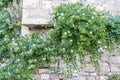 Peschici, caper plant grows on walls