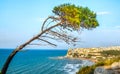 peschici gargano italy aleppo pine tree lashed wind mediterranean