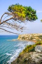 peschici gargano italy aleppo pine tree lashed wind mediterranean