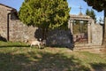 Pescia, Pistoia, Tuscany, Italy: entrance to the old cemetery with grazing goats Royalty Free Stock Photo