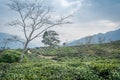 Peshok tea garden, Darjeeling, West Bengal, India Royalty Free Stock Photo