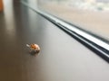 Pesky Asian Lady Beetle on Office Window Sill Royalty Free Stock Photo