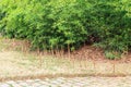 Pesky Bamboo Root Suckers in a Residential Lawn Royalty Free Stock Photo