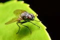 Pesky Fly Royalty Free Stock Photo