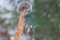 Pesky Gray Squirrel Royalty Free Stock Photo