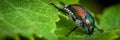 Pesky Japanese Beetle Royalty Free Stock Photo