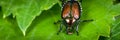 Pesky Japanese Beetle Royalty Free Stock Photo