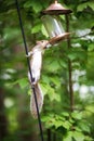 Pesky Squirrel Stealing Bird Food Royalty Free Stock Photo