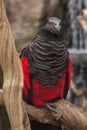 Pesquet`s parrot Psittrichas fulgidus Royalty Free Stock Photo