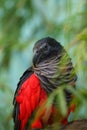 The Pesquet`s parrot Psittrichas fulgidus also known as the Vulturine Parrot, portrait of a New Guinea parrot. New Guinea parro Royalty Free Stock Photo