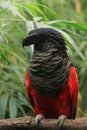 Pesquet`s parrot, Psittrichas fulgidus, also known as vulturine parrot. Rare endemic bird from New Guinea. Royalty Free Stock Photo