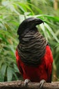 Pesquet`s parrot, Psittrichas fulgidus, also known as vulturine parrot. Rare endemic bird from New Guinea. Portrait of parrot Royalty Free Stock Photo