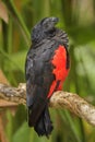 Pesquet`s Parrot - Psittrichas fulgidus Royalty Free Stock Photo