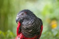 The closeup image of Pesquet`s parrot Royalty Free Stock Photo