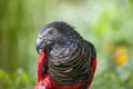 The closeup image of Pesquet`s parrot