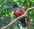 Pesquet`s parrot, Psittrichas fulgidus, with red wings and black neck and tail, sitting on the branches of a tree Royalty Free Stock Photo