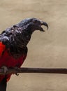 Pesquet's parrot Royalty Free Stock Photo