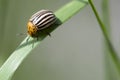 Colorado Beetle