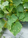 Pest attacks on leaves in the vegetative phase