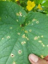 Pest attacks on leaves in the vegetative phase