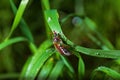 Pest beetle crawls slowly in the grass
