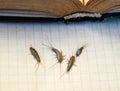 Pest books and newspapers. Insect feeding on paper - silverfish of several pieces near the open book. Royalty Free Stock Photo