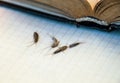 Pest books and newspapers. Insect feeding on paper - silverfish of several pieces near the open book. Royalty Free Stock Photo