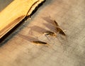 Pest books and newspapers. Insect feeding on paper - silverfish of several pieces near the open book. Royalty Free Stock Photo