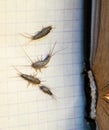 Pest books and newspapers. Insect feeding on paper - silverfish of several pieces near the open book Royalty Free Stock Photo